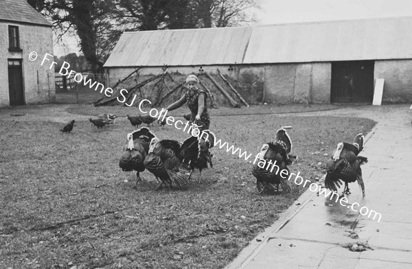 TURKEYS AT PAROCHIAL HOUSE